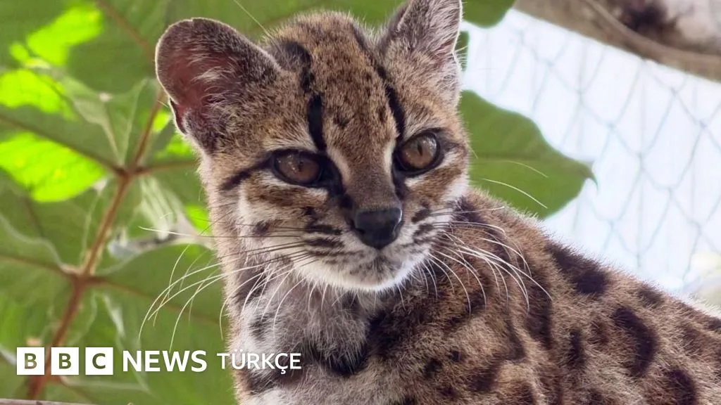 Bolivya'da bulunan benekli kedi yeni bir tür olarak tanımlandı