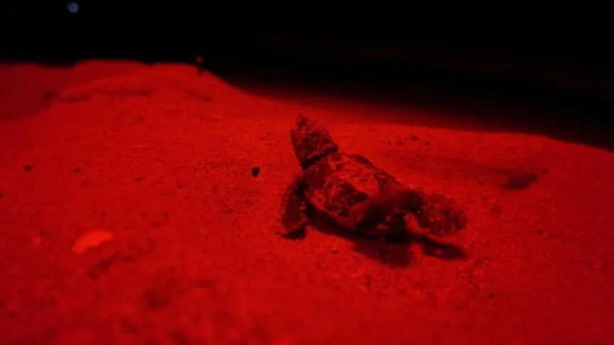 Antalya'da kırmızı LED aydınlatma, caretta caretta yavrularının denize ulaşmasını kolaylaştırdı