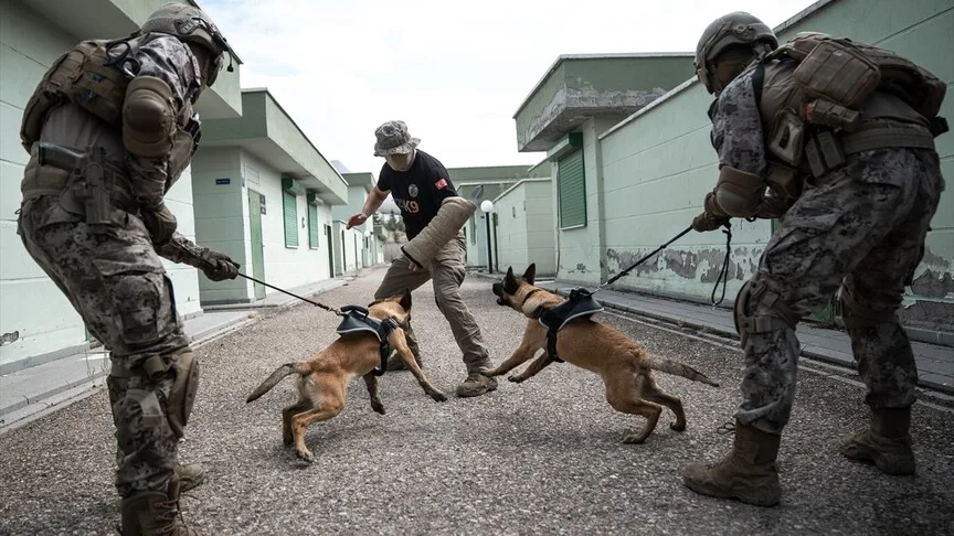 Özel harekat köpekleri zorlu eğitimle operasyonlarda başarıyı artırıyor