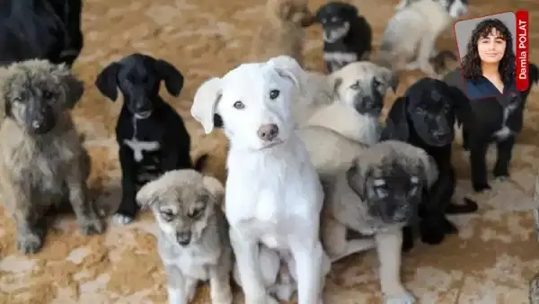 ‘Katliam yasası’ sonrası keyfi ve uygunsuz koşullarda toplamalar tepki çekiyor