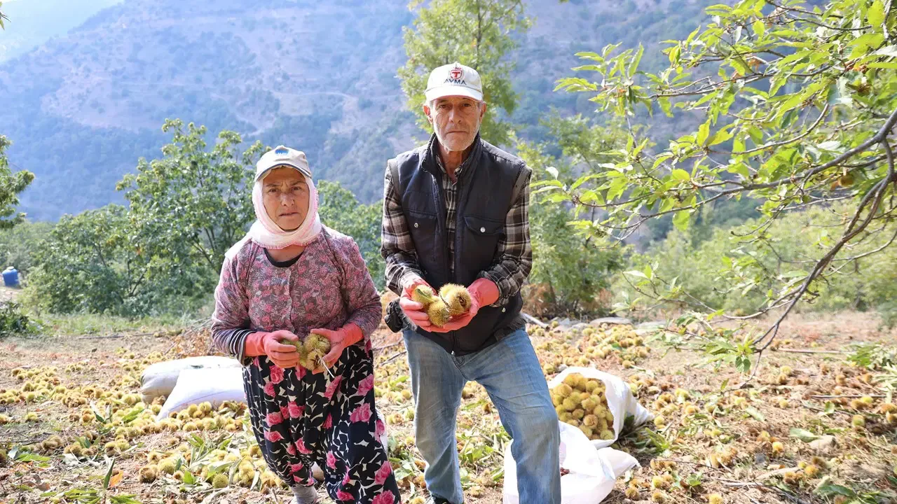 50 metrelik ağaçtan indirilip toprağa gömülüyor! İlçeyi ihya eden hasatta sona gelindi...