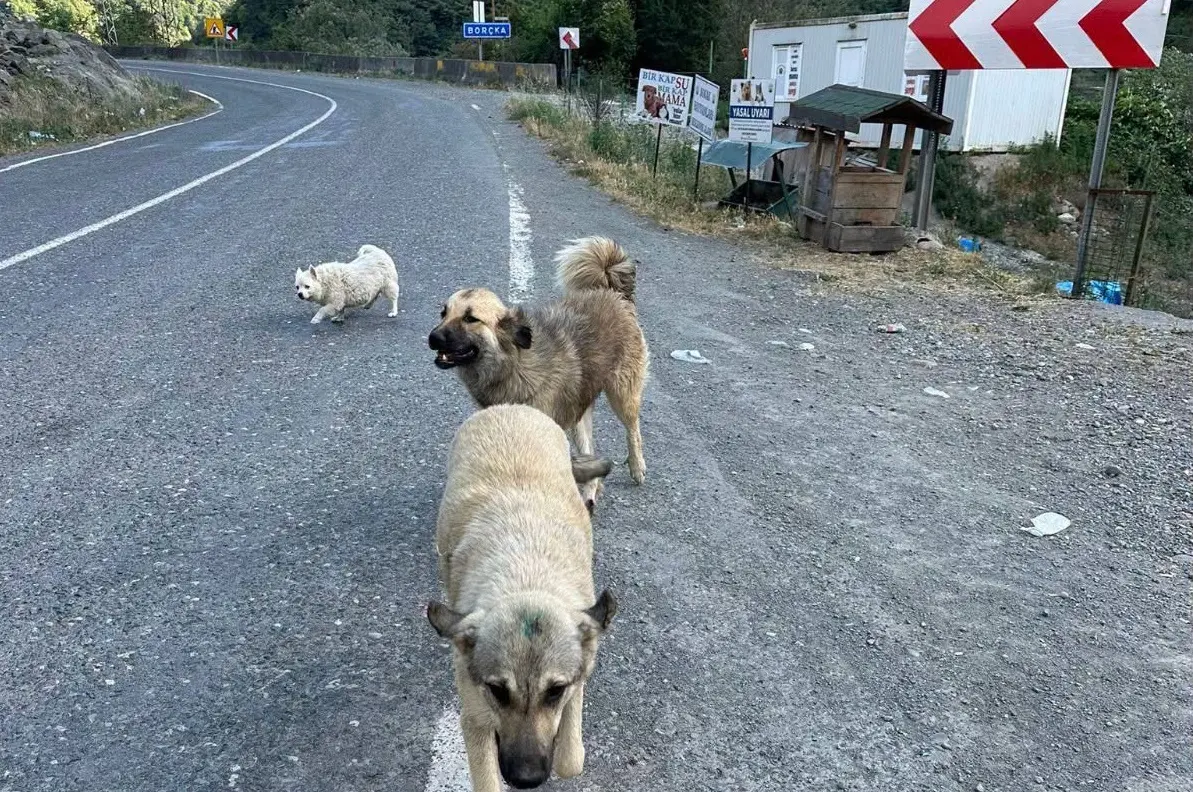 Borçka Belediyesinden köpeklerini terk eden kişiler için 'yasal işlem' çıkışı