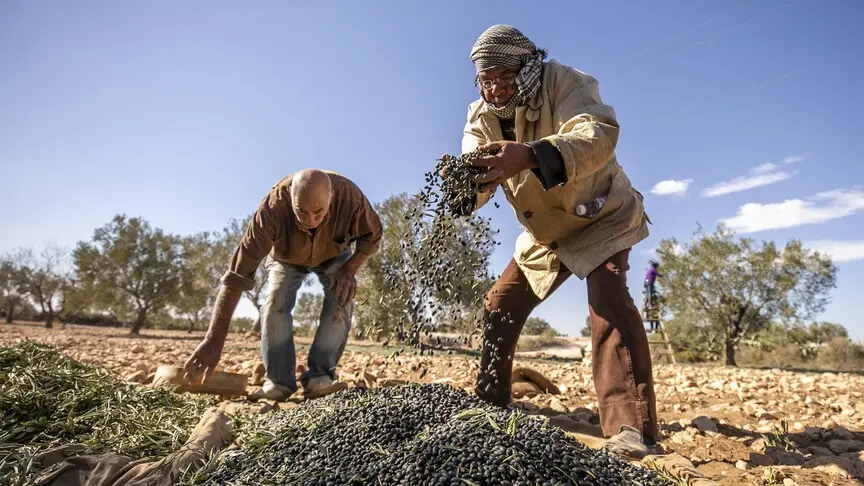 İklim değişikliği Afrika'da tarım yöntemlerini dönüştürüyor