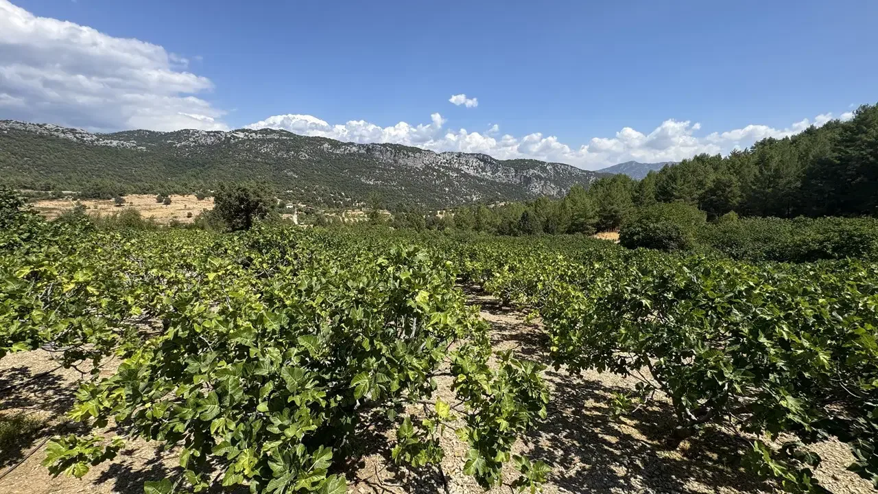 Ege'de öğrendi, Trakya'ya taşıdı! Ezber bozan 'genç çiftçi' bölgenin gözdesi oldu